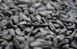 Цена на подсолнечник в 2022 году - AgroExpert.md