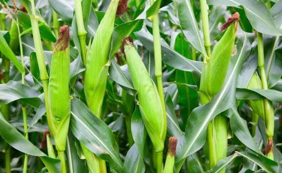 Себестоимость выращивания кукурузы - AgroExpert.md