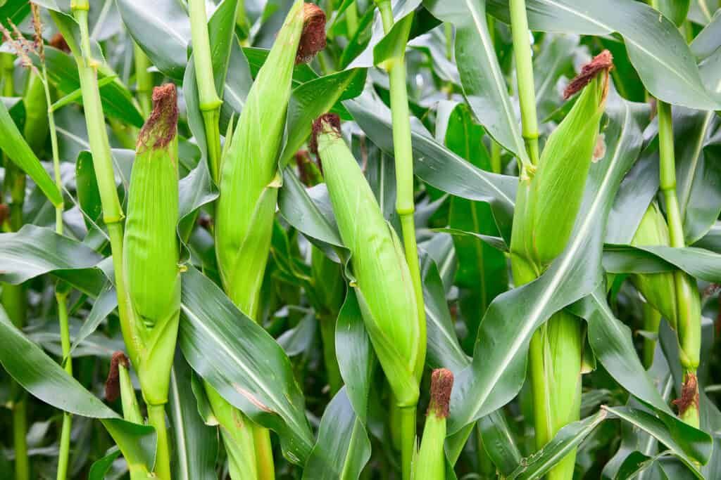 Себестоимость выращивания кукурузы - AgroExpert.md