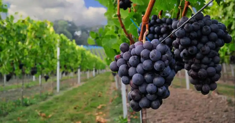 Обильные осадки негативно повлияли на качество винограда в Гагаузии