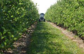 Интенсивные сады в Украине - AgroExpert.md