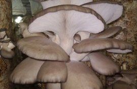 Creșterea ciupercilor - AgroExpert.md