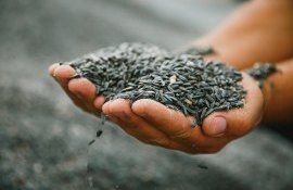 Цена на подсолнечник и масло в Украине - AgroExpert.md