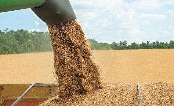 Фьючерсы на пшеницу в Европе - AgroExpert.md