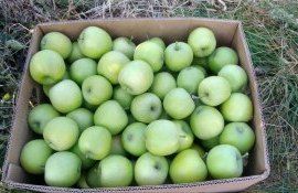 Цена на яблоки в Молдове - AgroExpert.md