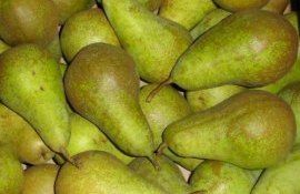 Груши Конференция - AgroExpert.md