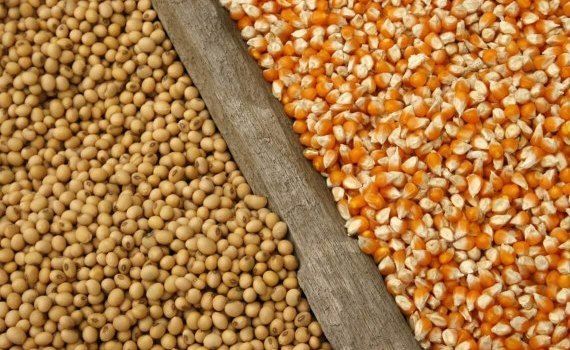 Мировой рынок сои и кукурузы - AgroExpert.md 
