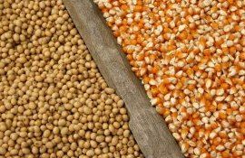 Мировой рынок сои и кукурузы - AgroExpert.md 