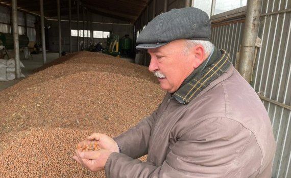 Export alune din Moldova - AgroExpert.md