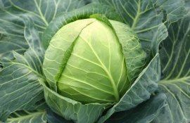 Цена на купусту в России - AgroExpert.md