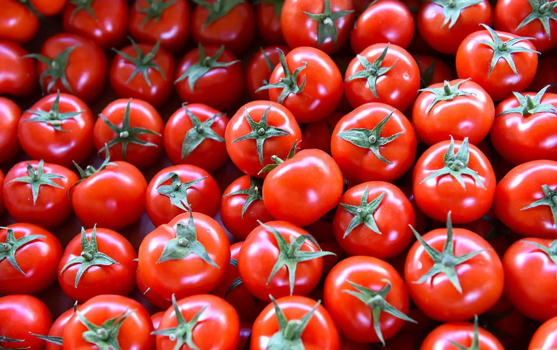 Украина может ввести заградительные пошлины для снижения импорта турецких помидор