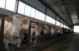 Sectorul zootehnic din Moldova - AgroExpert.md