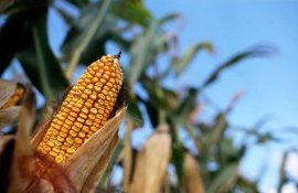 Экспорт кукурузы в Китай и ЕС - AgroExpert.md