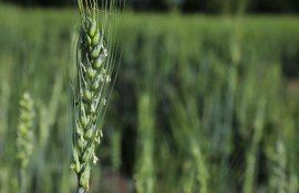 Урожай пшеницы в 2022 году - AgroExpert.md