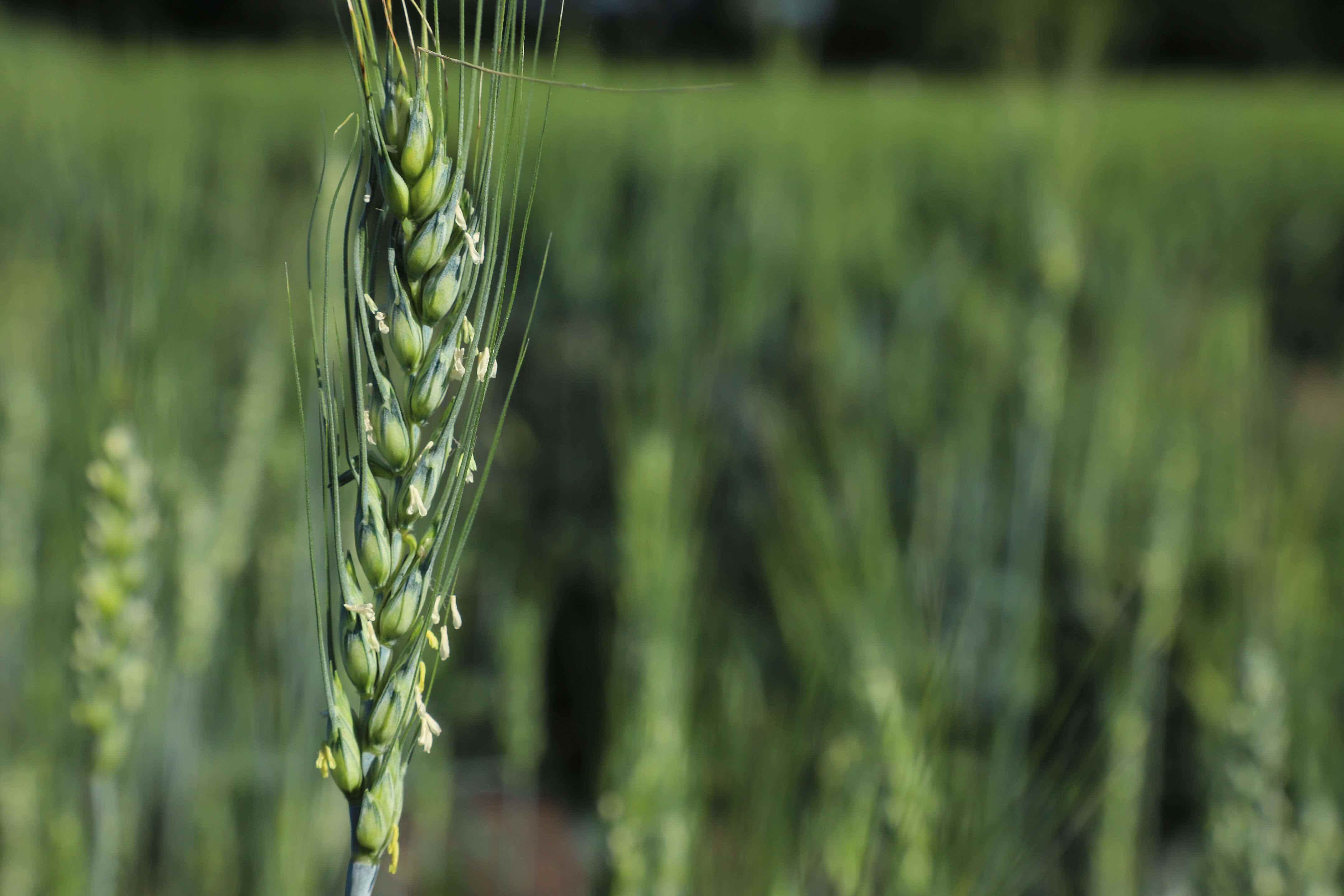 Урожай пшеницы в 2022 году - AgroExpert.md
