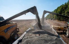 Цена на подсолнечник в мире - AgroExpert.md