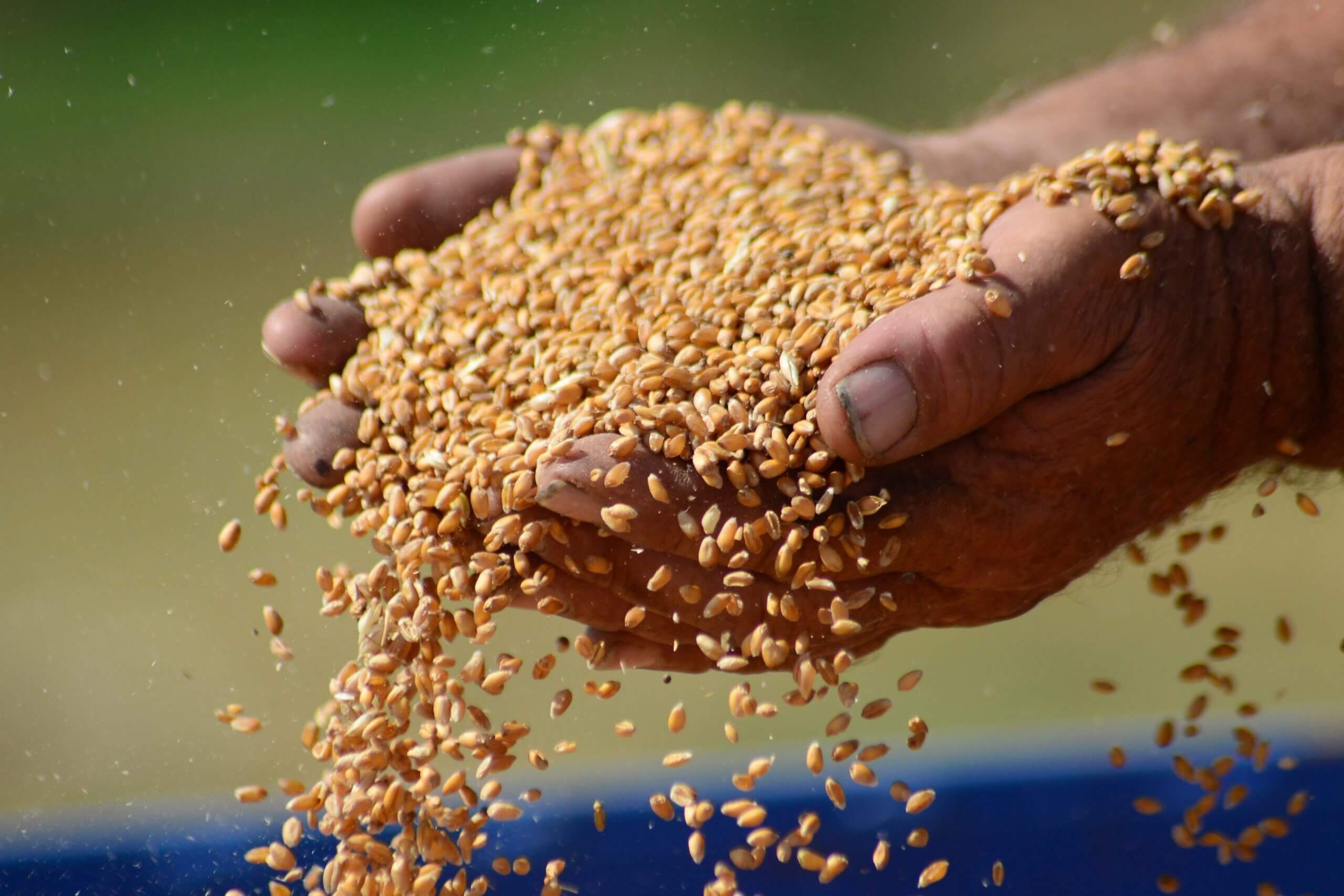 Цена на пшеницу в Украине - AgroExpert.md