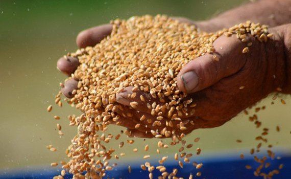 Цена на пшеницу в Украине - AgroExpert.md