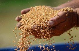 Цена на пшеницу в Украине - AgroExpert.md