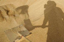 Падение цен на пшеницу в России - AgroExpert.md