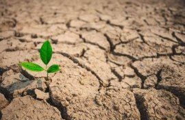 Засуха в Южной Америке - AgroExpert.md