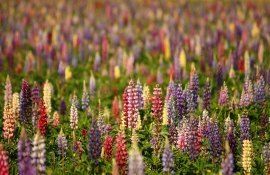 Lupin în alimentație - AgroExpert.md