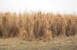 Culturi energetice - AgroExpert.md