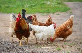 Gunoiul de la păsări în agricultură - AgroExpert.md