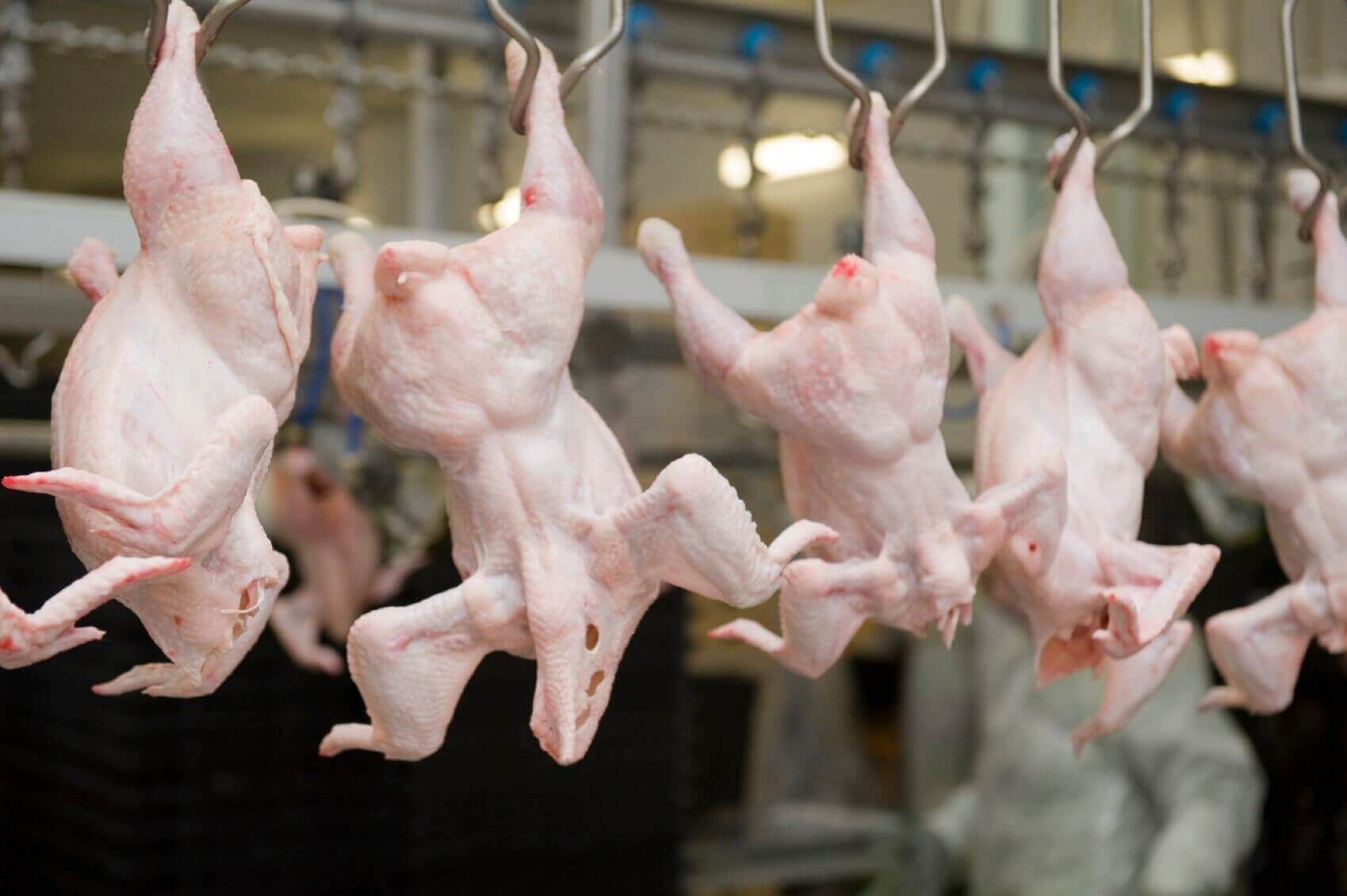 Производство курятины в Украине - AgroExpert.md