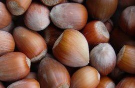 Продажа фундука Украина - AgroExpert.md