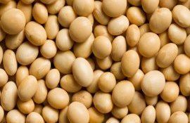 Урожай сои Бразилия - AgroExpert.md