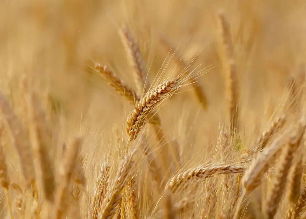 Себестоимость выращивания пшеницы Россия - AgroExpert.md