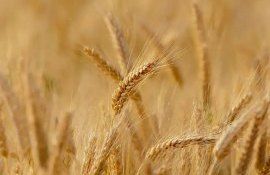 Себестоимость выращивания пшеницы Россия - AgroExpert.md