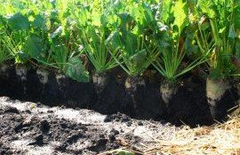 Выращивание сахарной свеклы в Молдове - AgroExpert.md