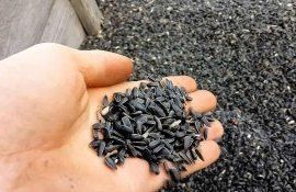 Цена на подсолнечник в России - AgroExpert.md