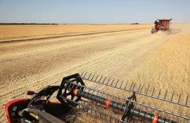 Prețul cerealelor - AgroExpert.md