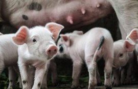 Свиноводство Германии - AgroExpert.md
