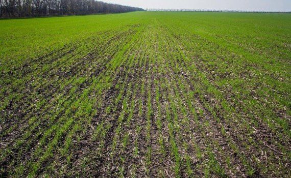 Урожай зерна в Украине в 2022 году - AgroExpert.md