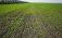 Урожай зерна в Украине в 2022 году - AgroExpert.md