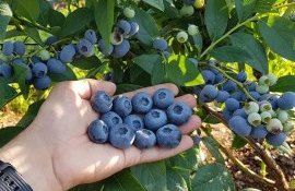 Рынок голубики 2022 - AgroExpert.md