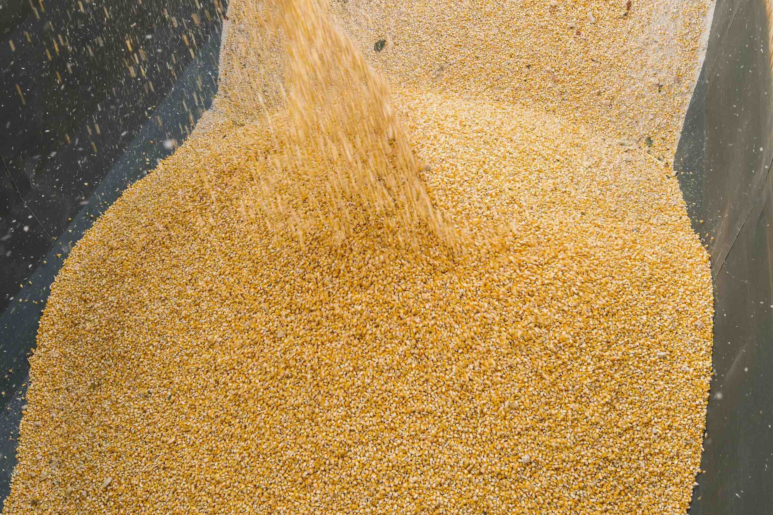 Цена на кукурузу в Украине - AgroExpert.md
