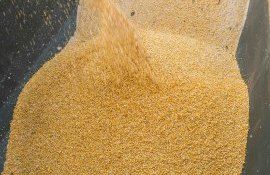 Цена на кукурузу в Украине - AgroExpert.md