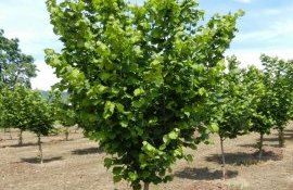 Выращивание фундука в Украине - AgroExpert.md