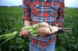 Рентабельность выращивания сахарной свеклы в Украине - AgroExpert.md