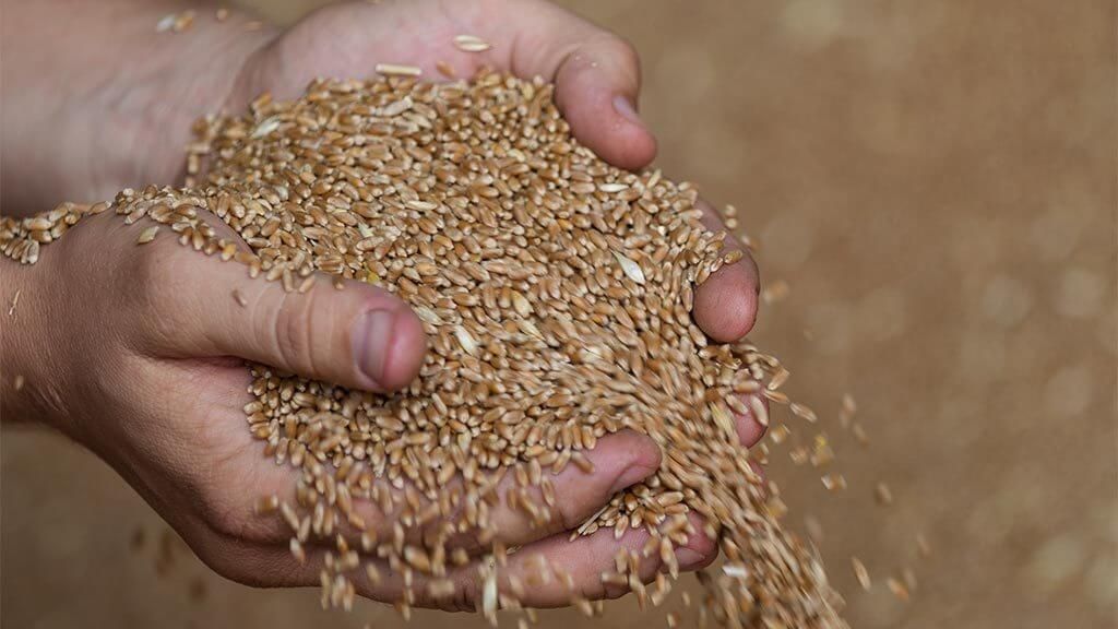 Цена на росийскую пшеницу - AgroExpert.md