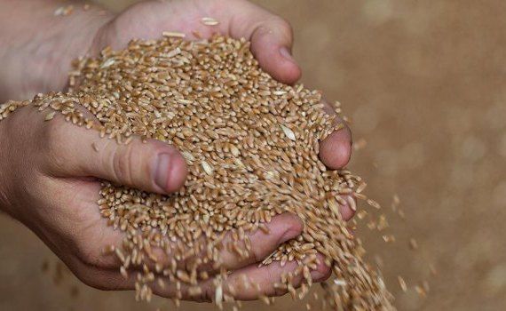 Цена на росийскую пшеницу - AgroExpert.md