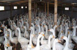 Выращивание гусей - AgroExpert.md