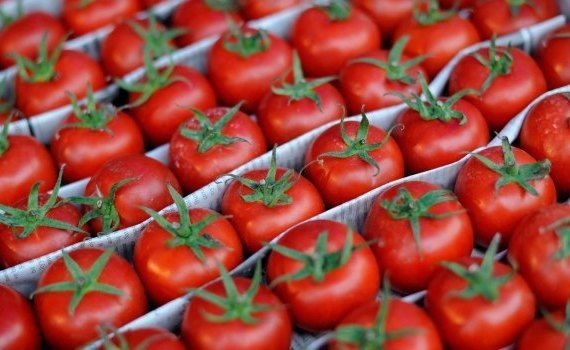 Экспорт томатов из Турции - AgroExpert.md