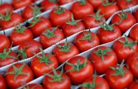Экспорт томатов из Турции - AgroExpert.md