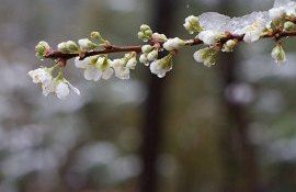 Весенние заморозки в Молдове - AgroExpert.md